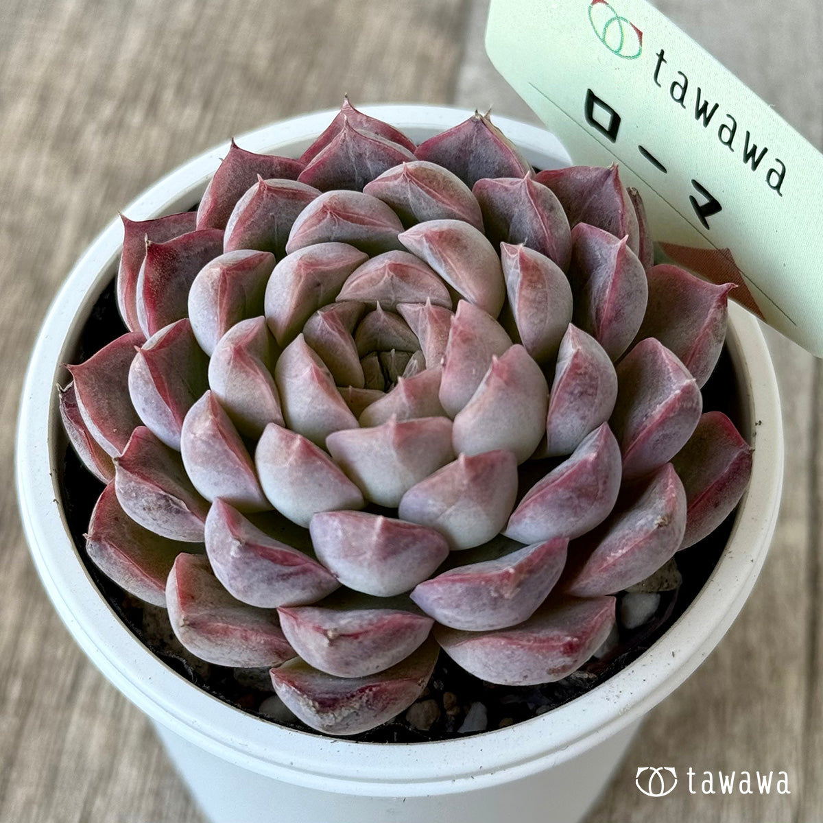 *新発売* ローマ2(エアーマジック農園)【tawawaハウス苗】