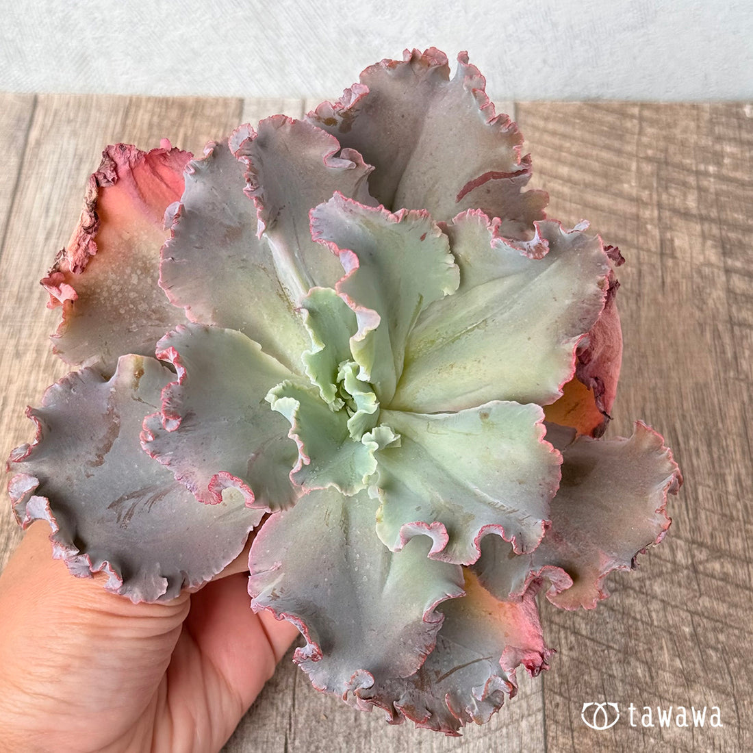 クレオパトラ⑤