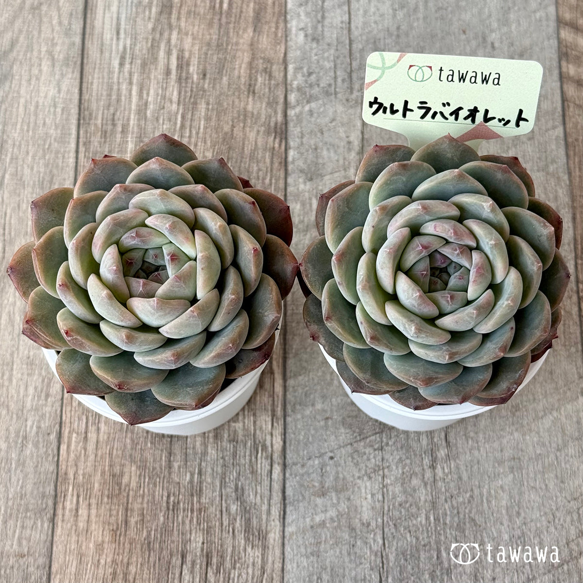 ウルトラバイオレット【tawawaハウス苗】