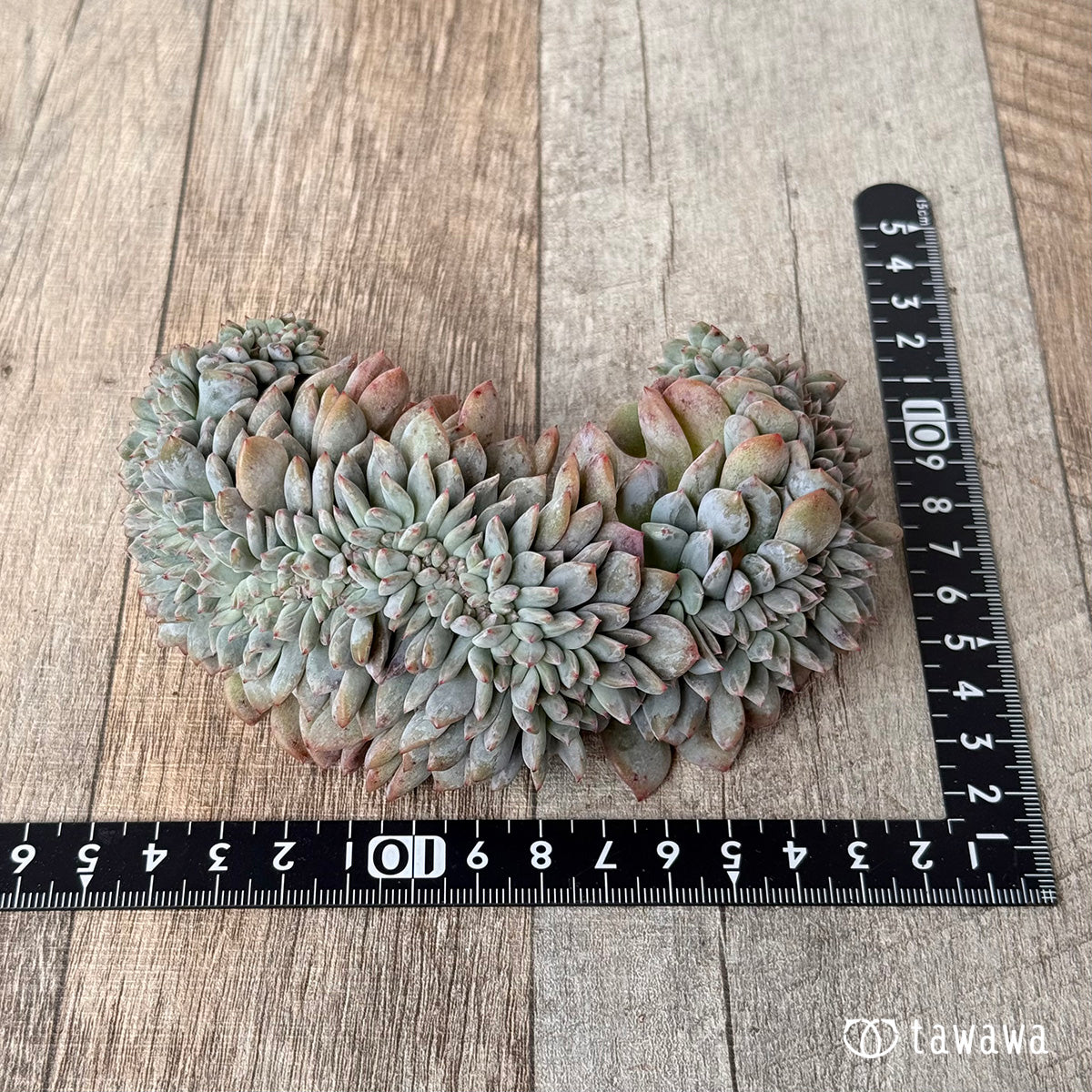 New Arrivals: Ice Green