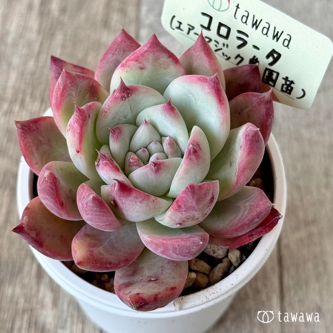 コロラータ1(エアーマジック農園)【tawawaハウス苗】