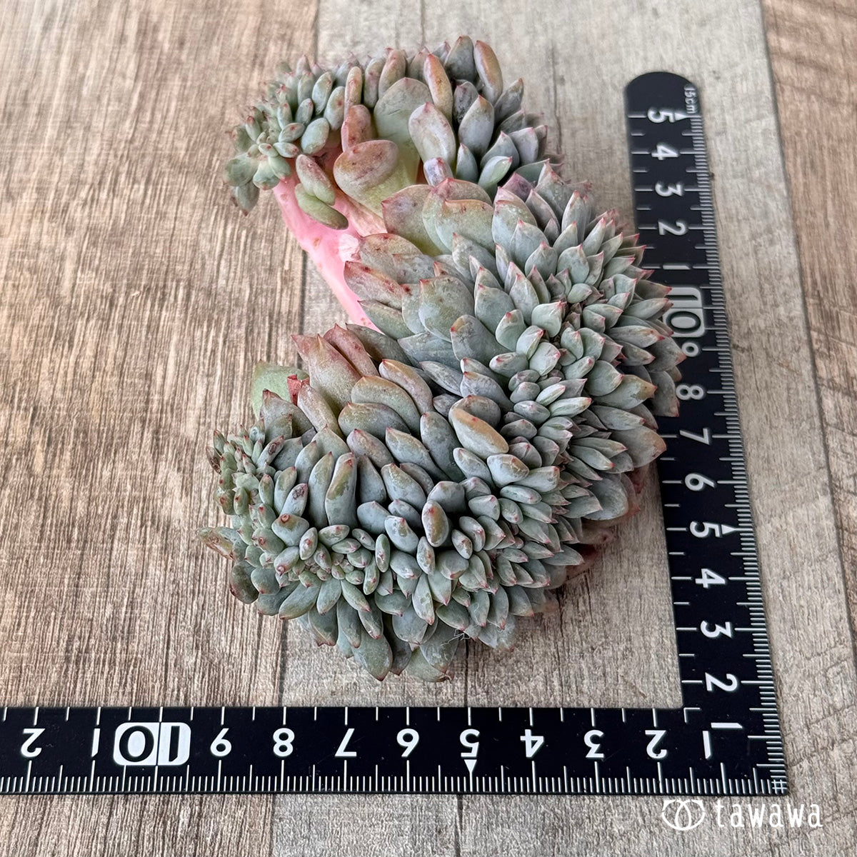 New Arrivals: Ice Green