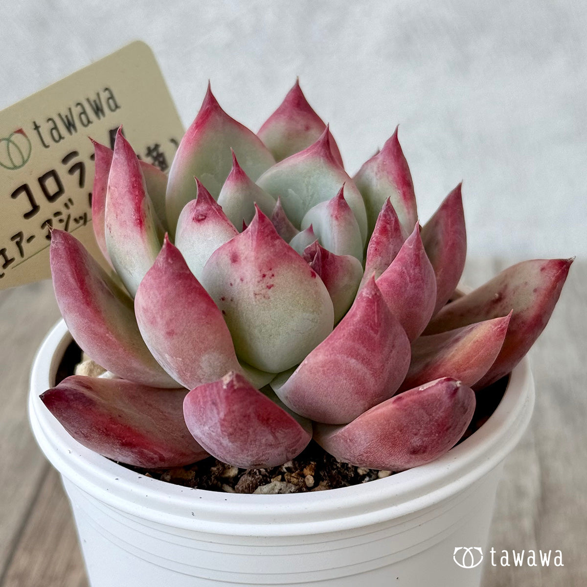 コロラータ1(エアーマジック農園)【tawawaハウス苗】