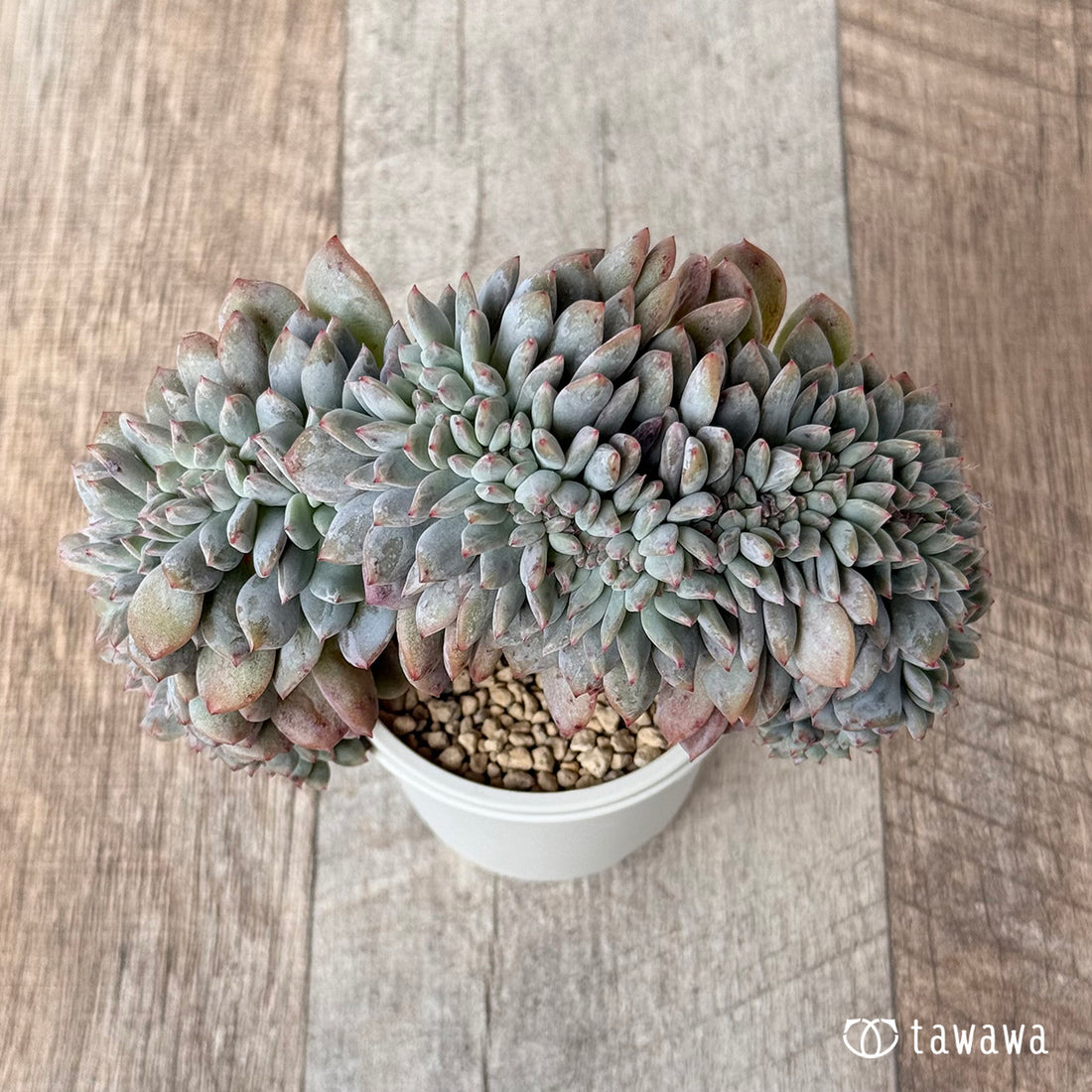 New Arrivals: Ice Green