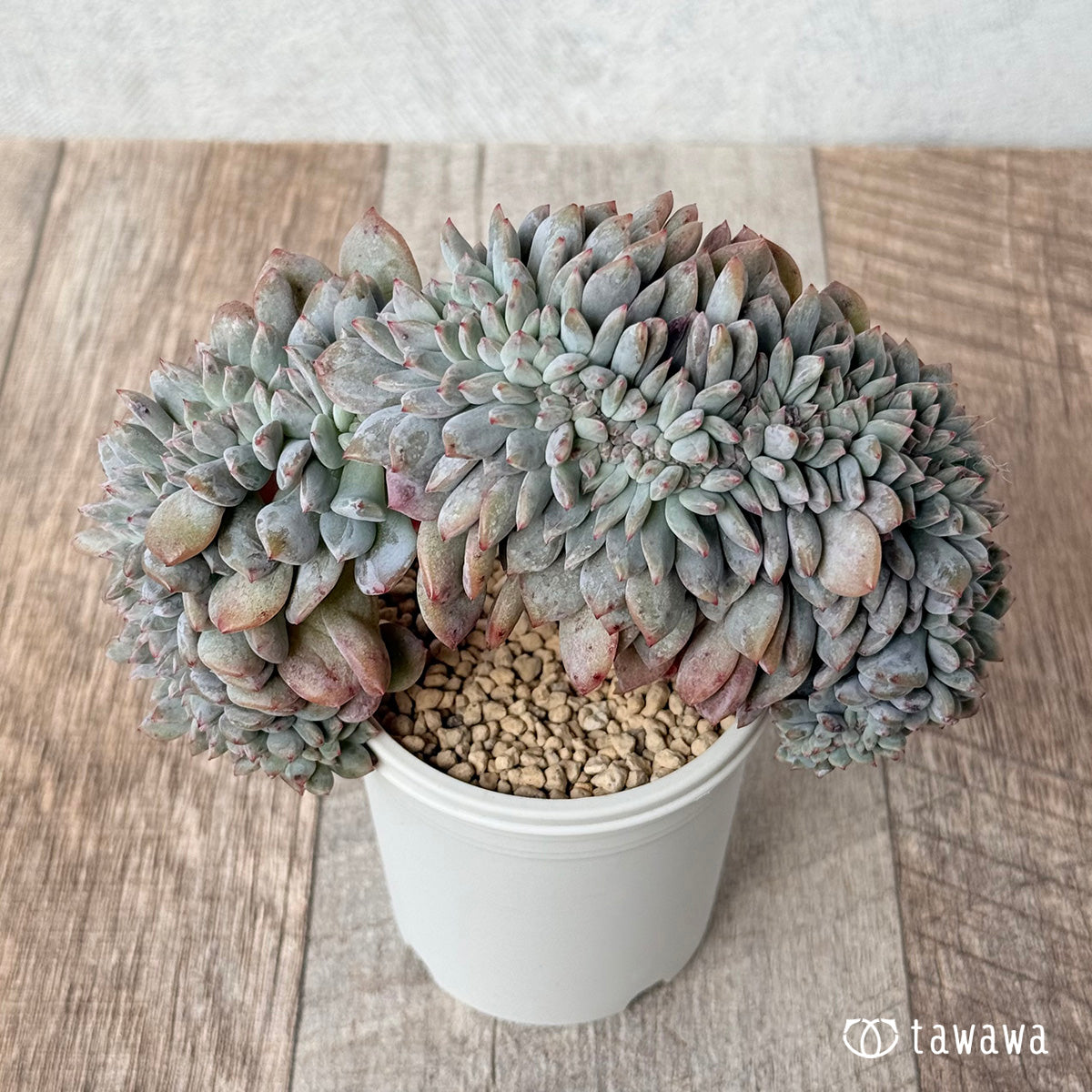 New Arrivals: Ice Green