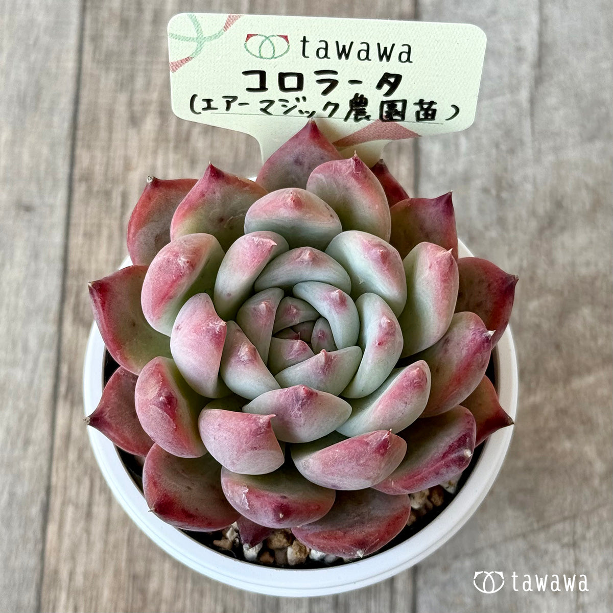 コロラータ2(エアーマジック農園)【tawawaハウス苗】