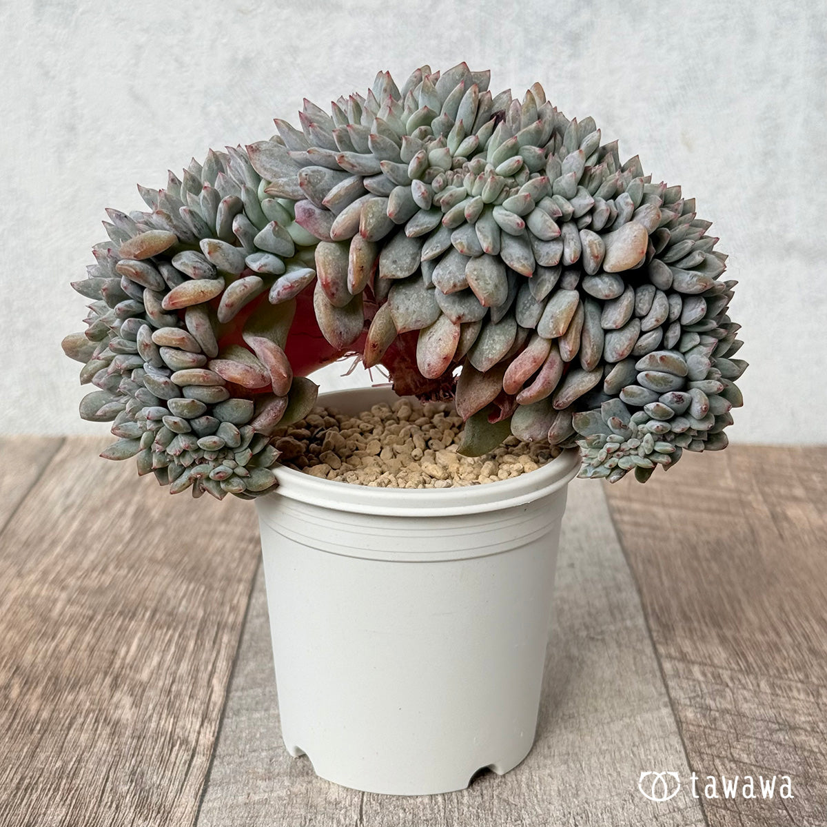 New Arrivals: Ice Green