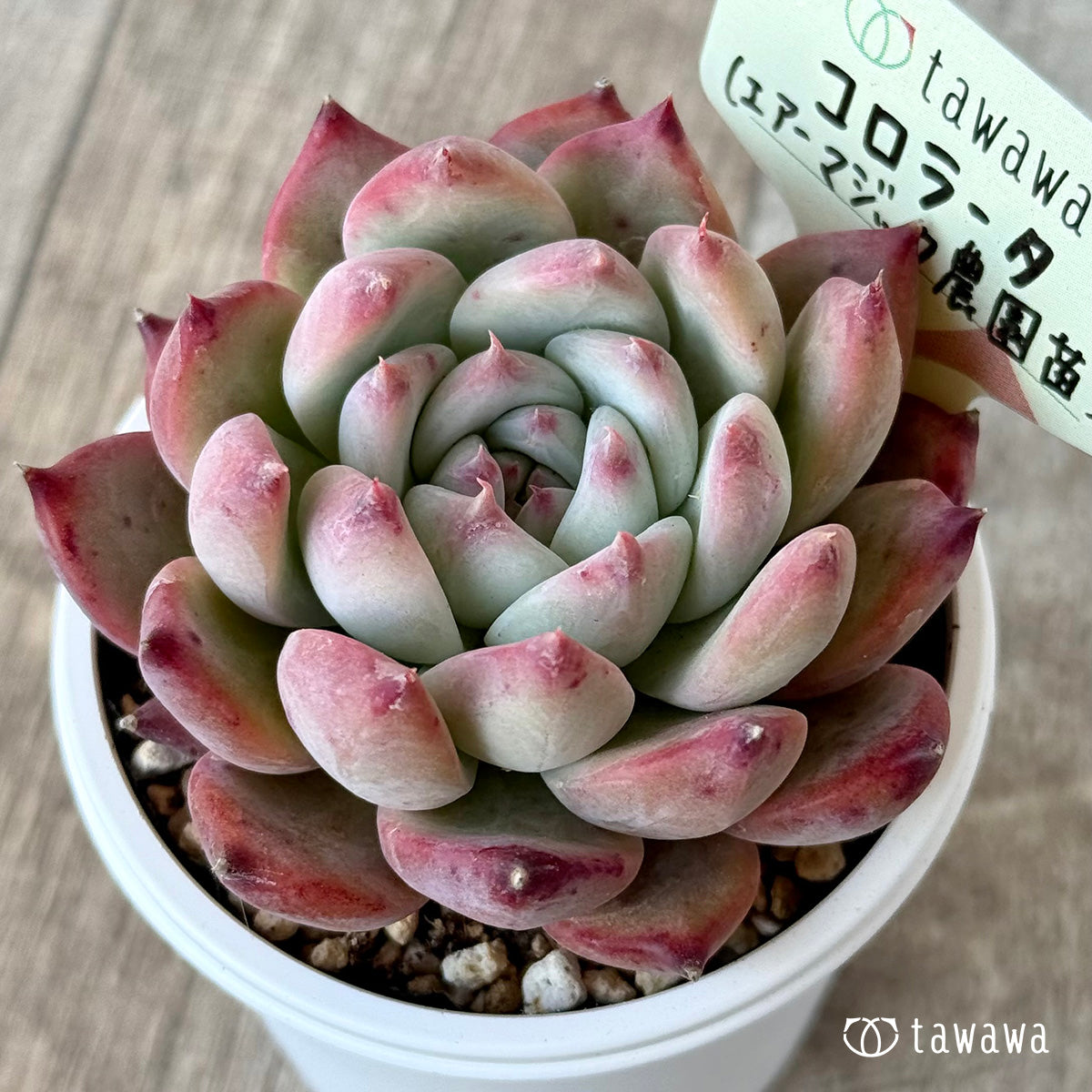 コロラータ2(エアーマジック農園)【tawawaハウス苗】