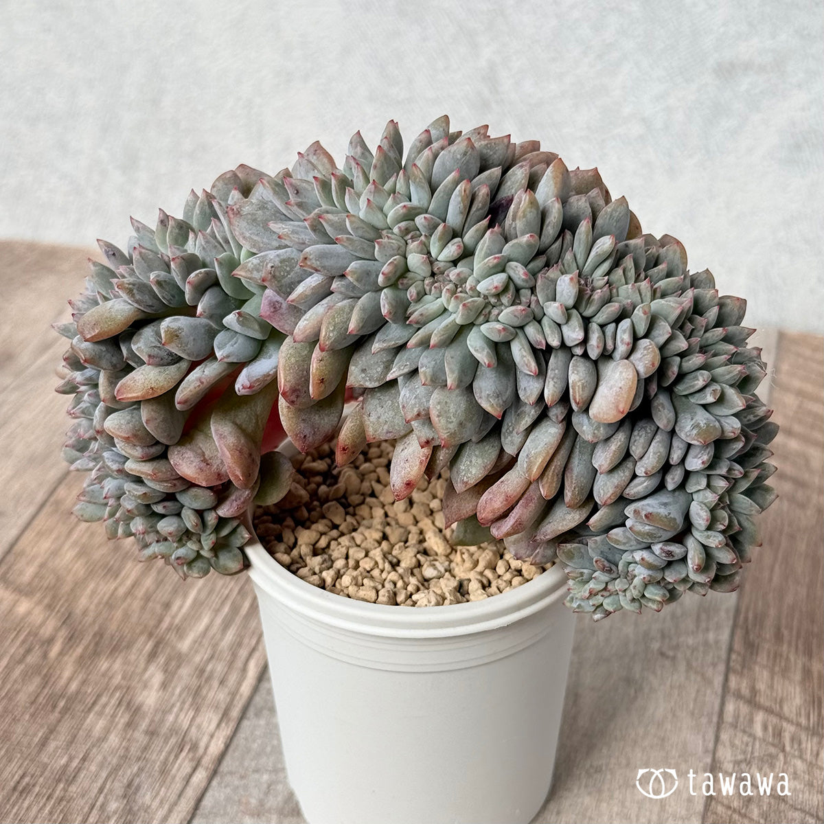 New Arrivals: Ice Green