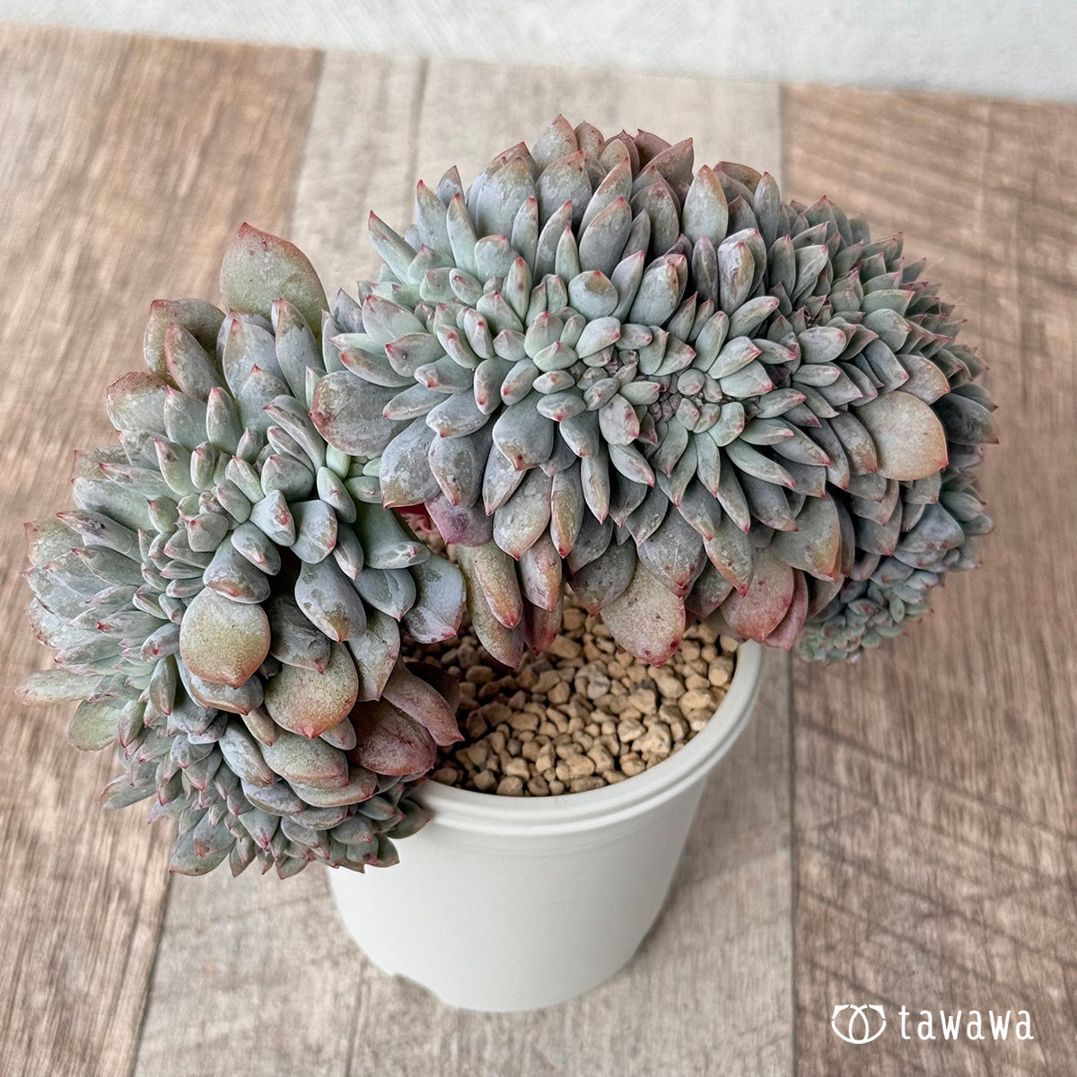 New Arrivals: Ice Green