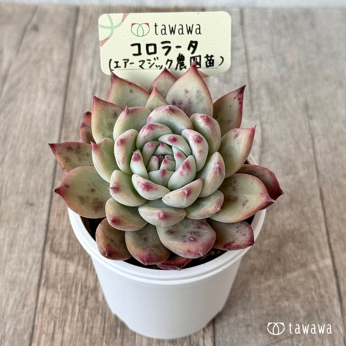 コロラータ3(エアーマジック農園)【tawawaハウス苗】