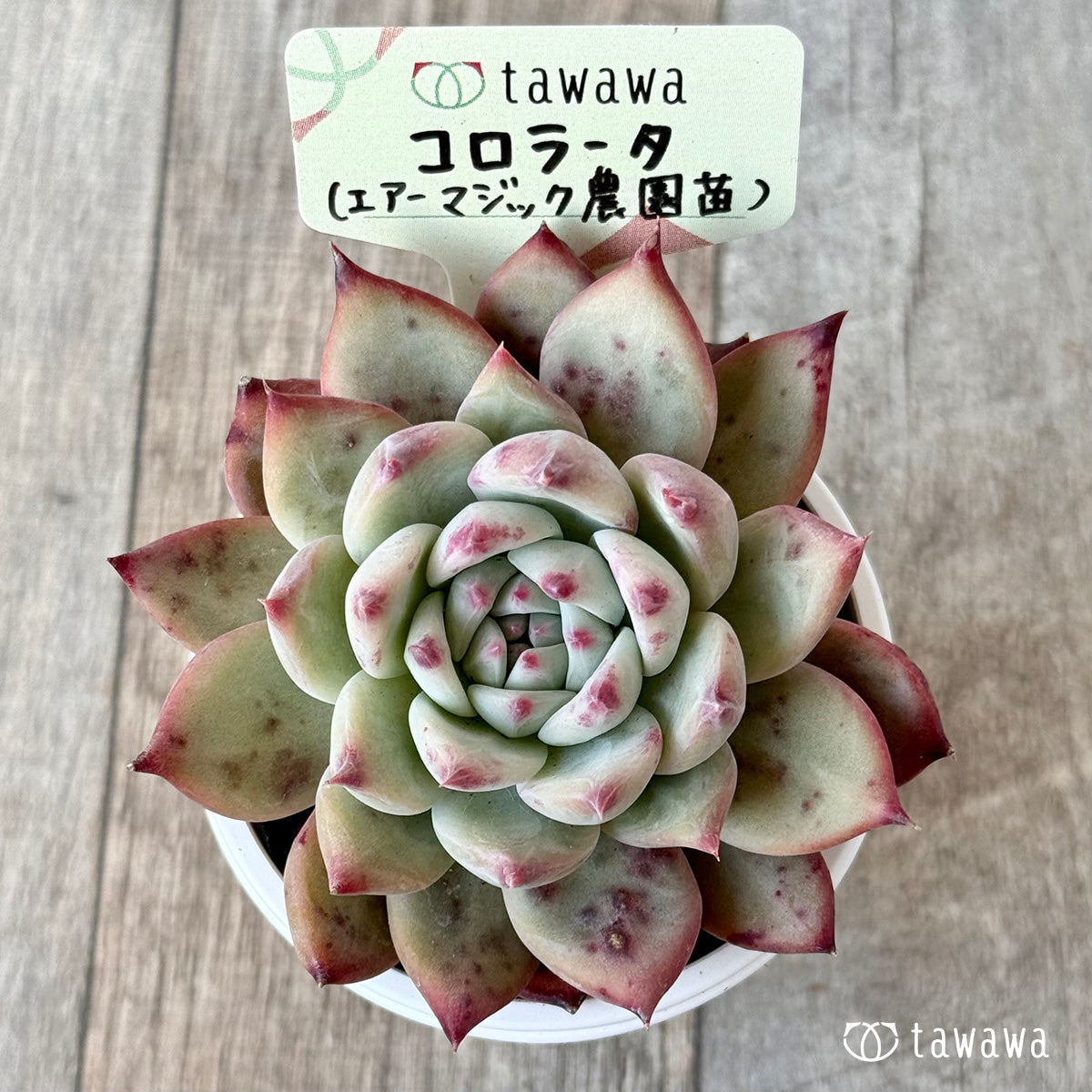 コロラータ3(エアーマジック農園)【tawawaハウス苗】