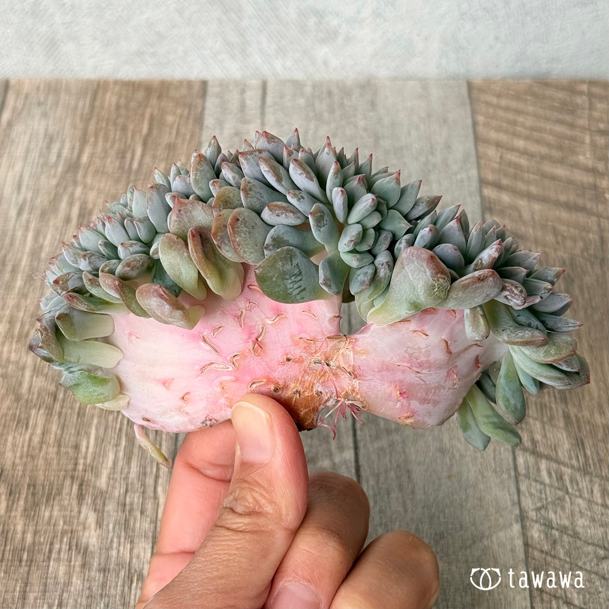 New Arrivals: Ice Green