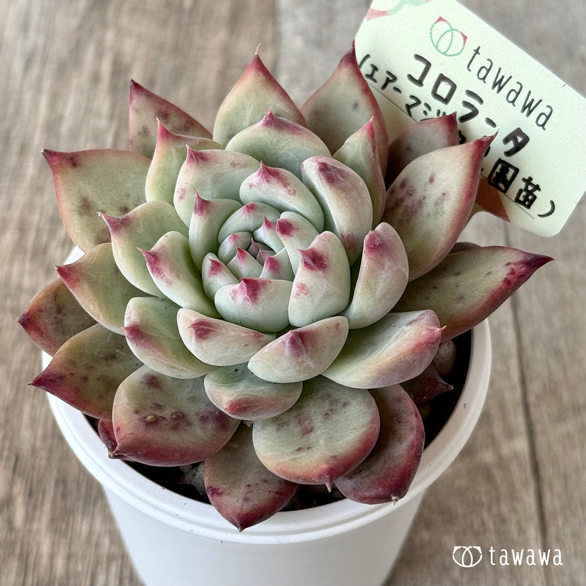 コロラータ3(エアーマジック農園)【tawawaハウス苗】