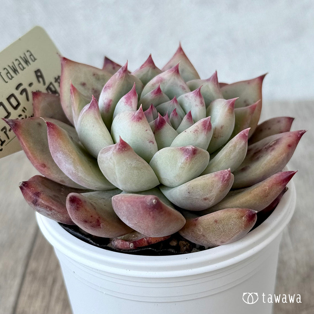 コロラータ3(エアーマジック農園)【tawawaハウス苗】