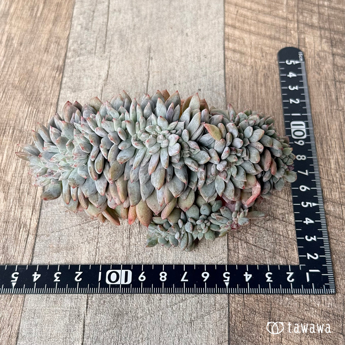 New Arrivals: Ice Green