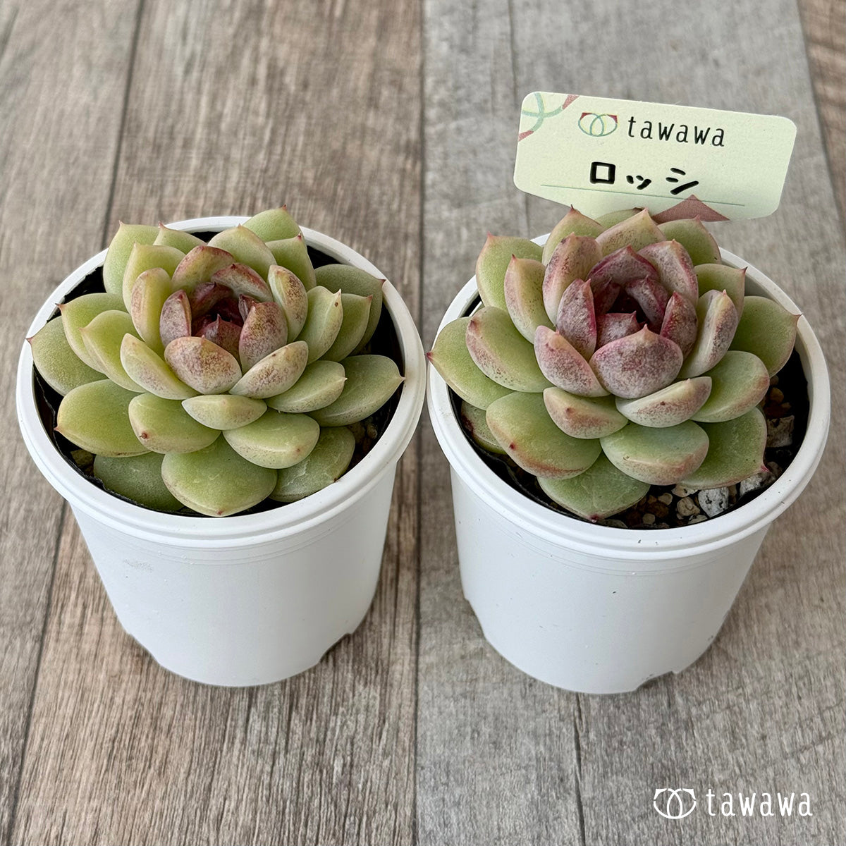 *新発売* ロッシ【tawawaハウス苗】