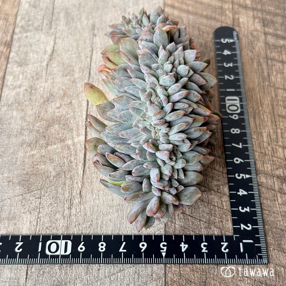 New Arrivals: Ice Green