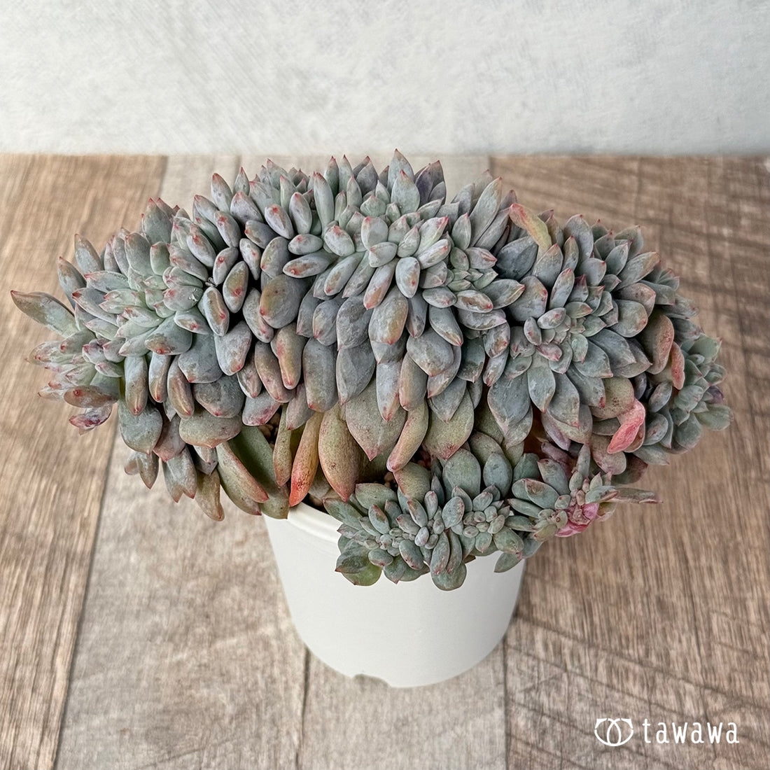 New Arrivals: Ice Green