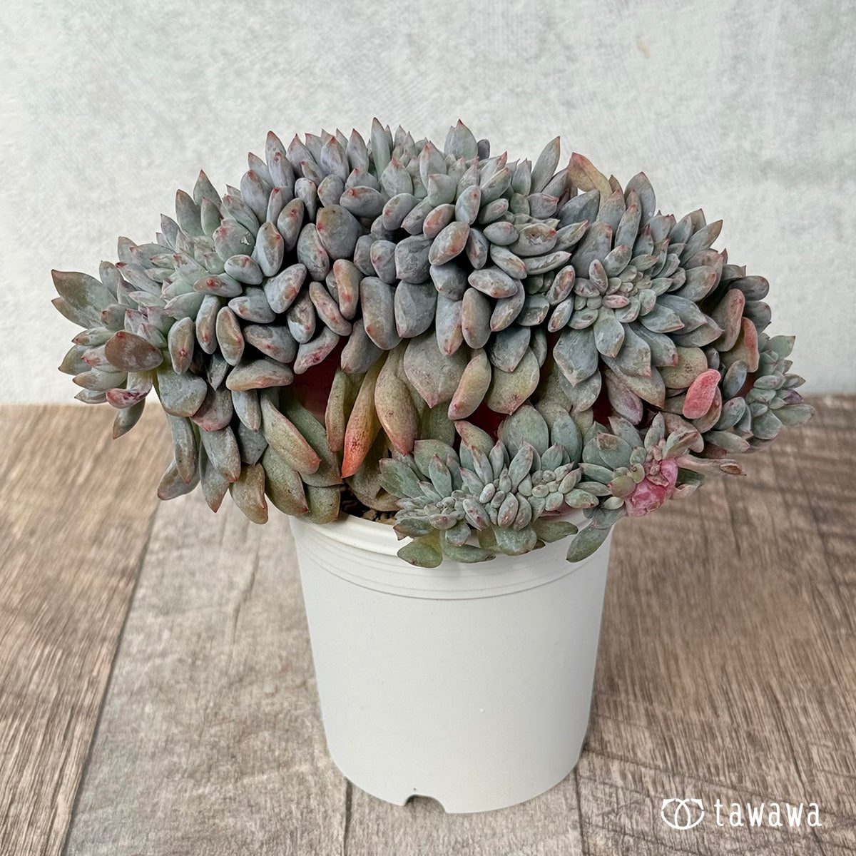 New Arrivals: Ice Green
