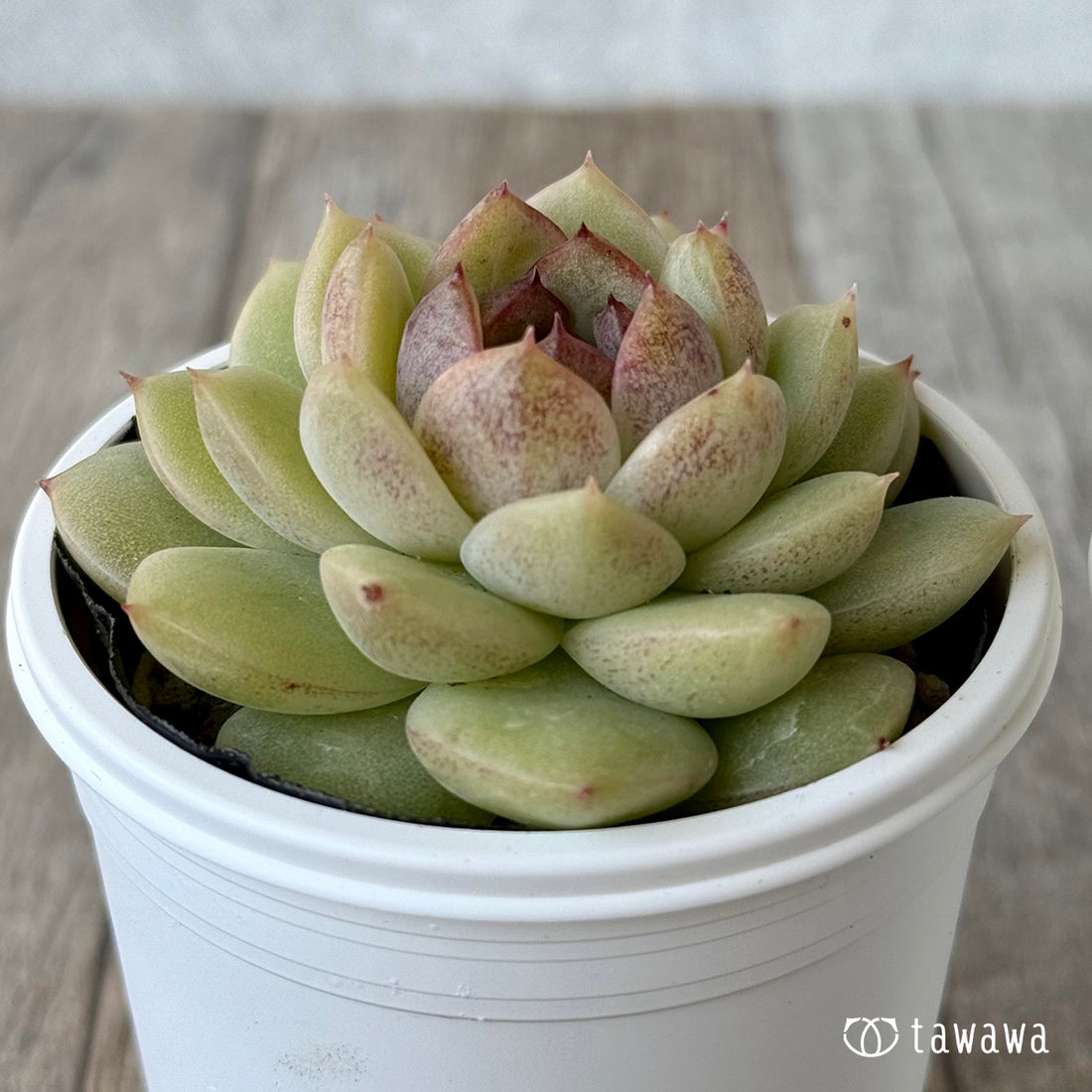 *新発売* ロッシ【tawawaハウス苗】