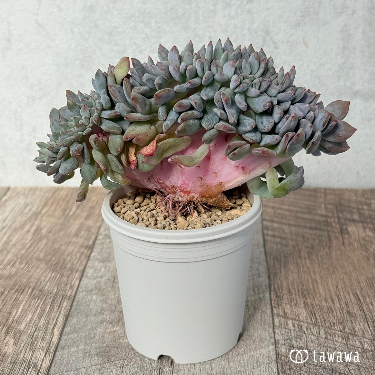 New Arrivals: Ice Green