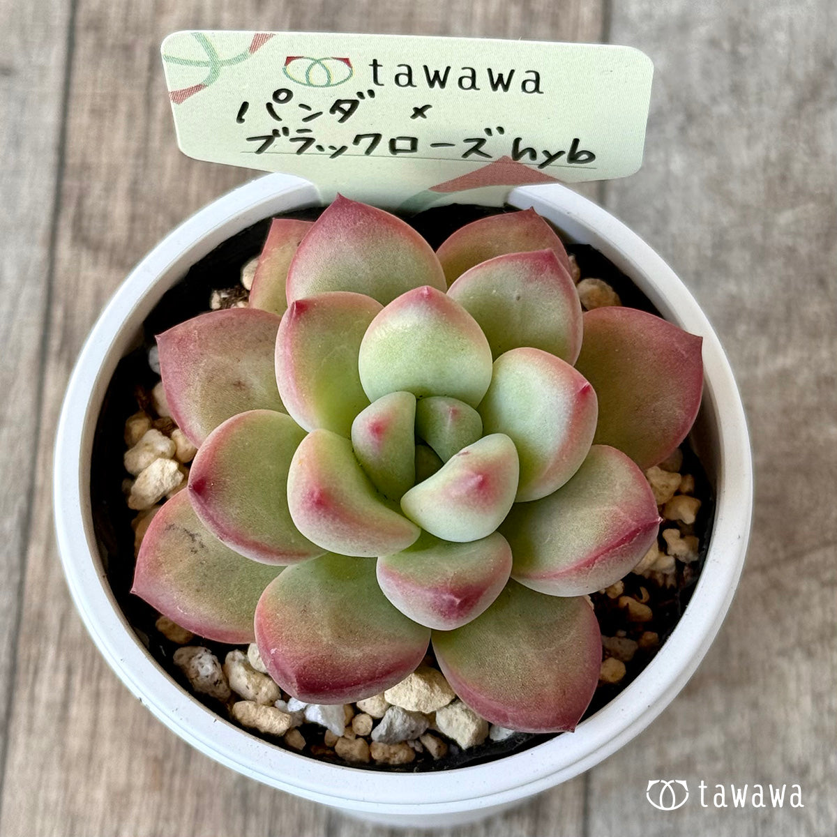 パンダ×ブラックローズhyb(花村農園)【tawawaハウス苗】