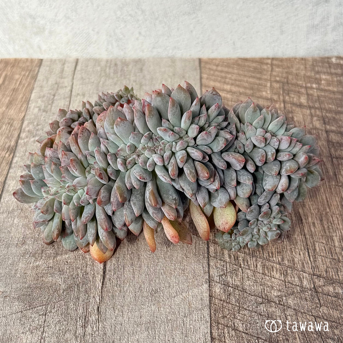 New Arrivals: Ice Green