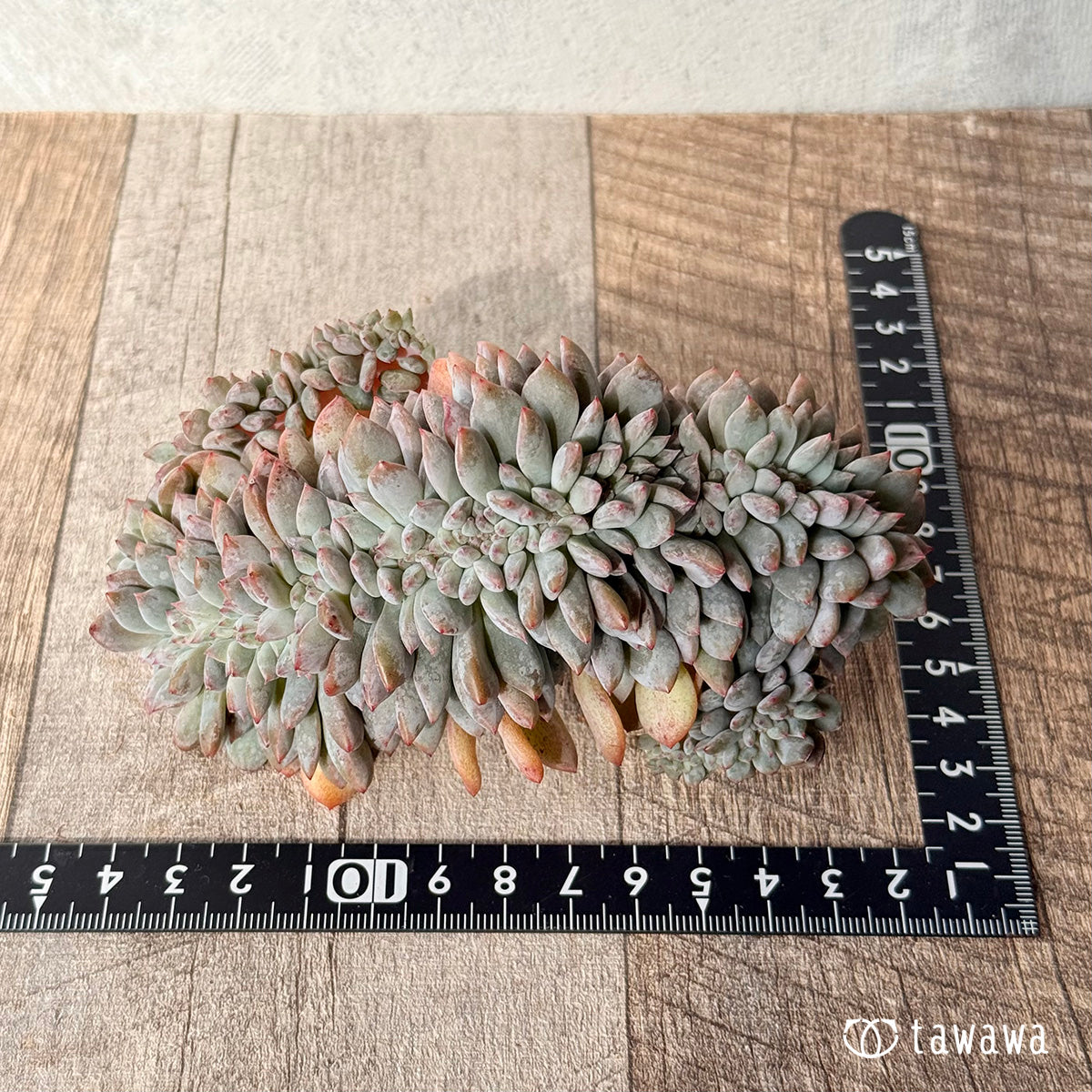 New Arrivals: Ice Green