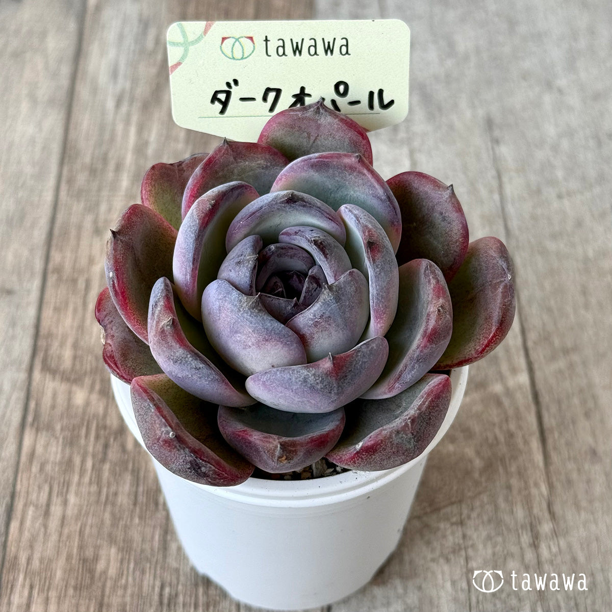 *신입하* 다크 오팔