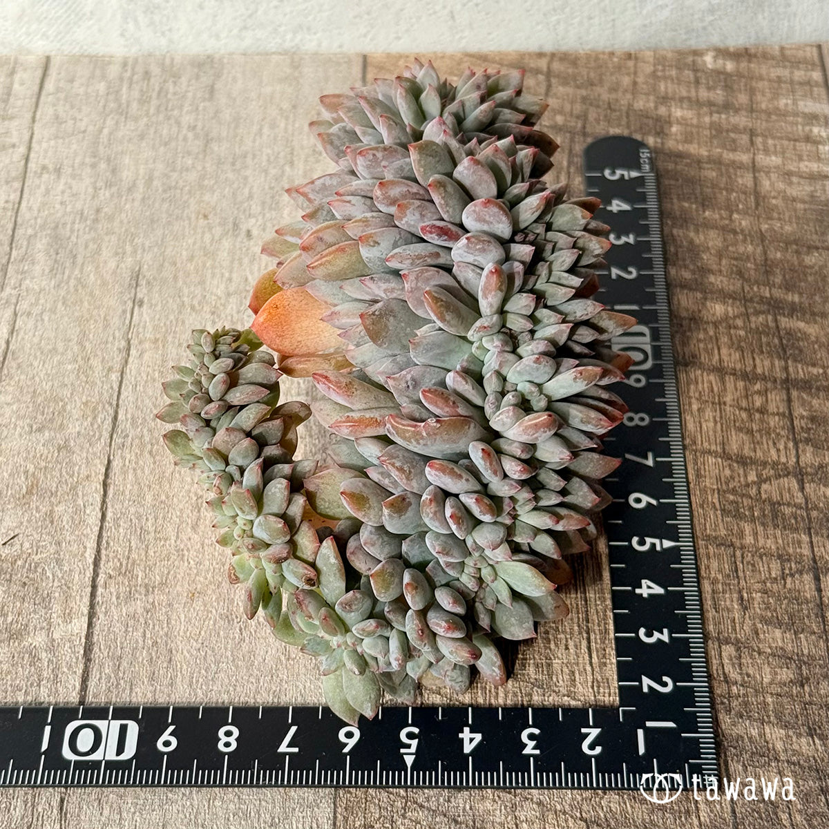 New Arrivals: Ice Green