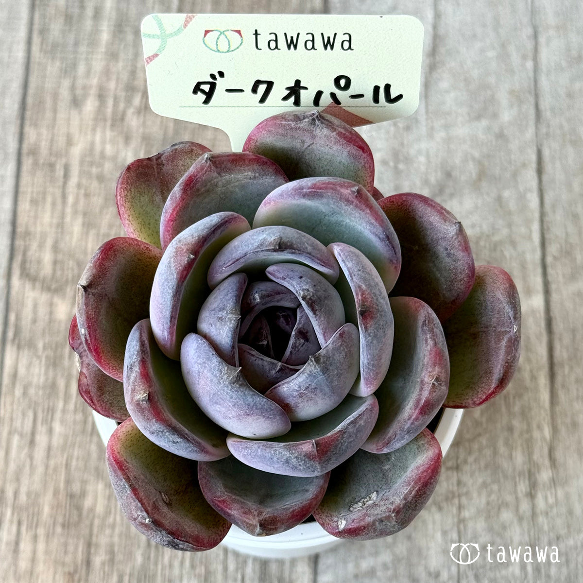 *신입하* 다크 오팔