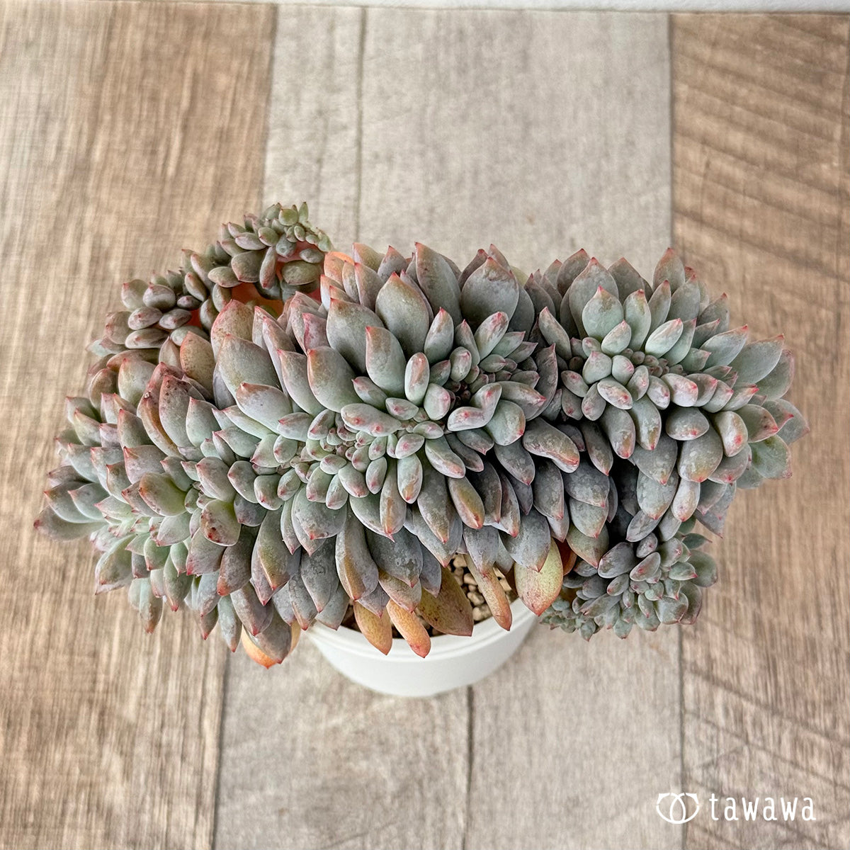 New Arrivals: Ice Green