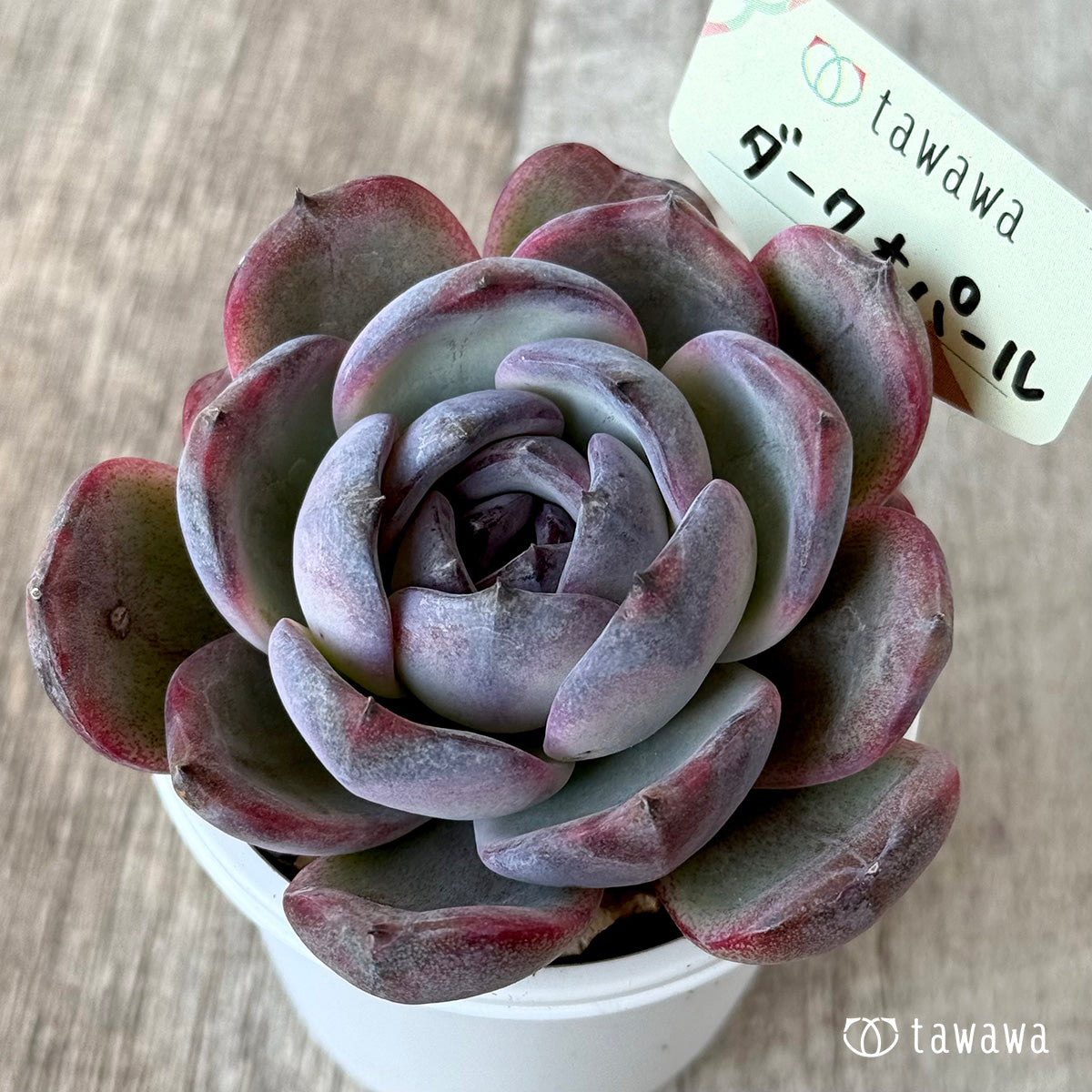 *신입하* 다크 오팔