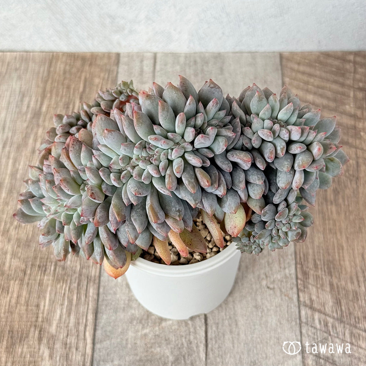 New Arrivals: Ice Green