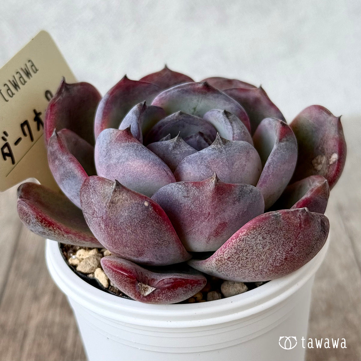 *신입하* 다크 오팔