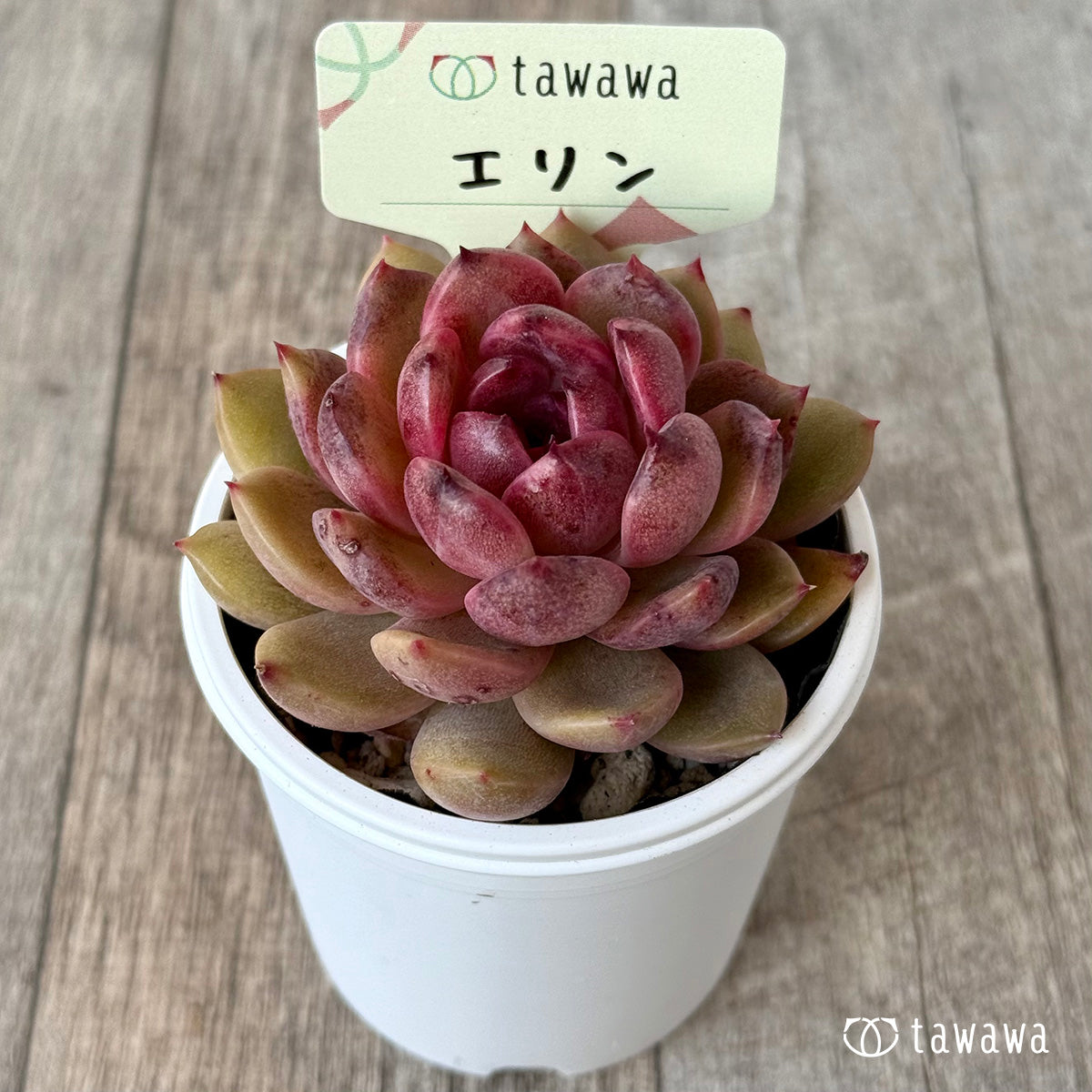 エリン【tawawaハウス苗】