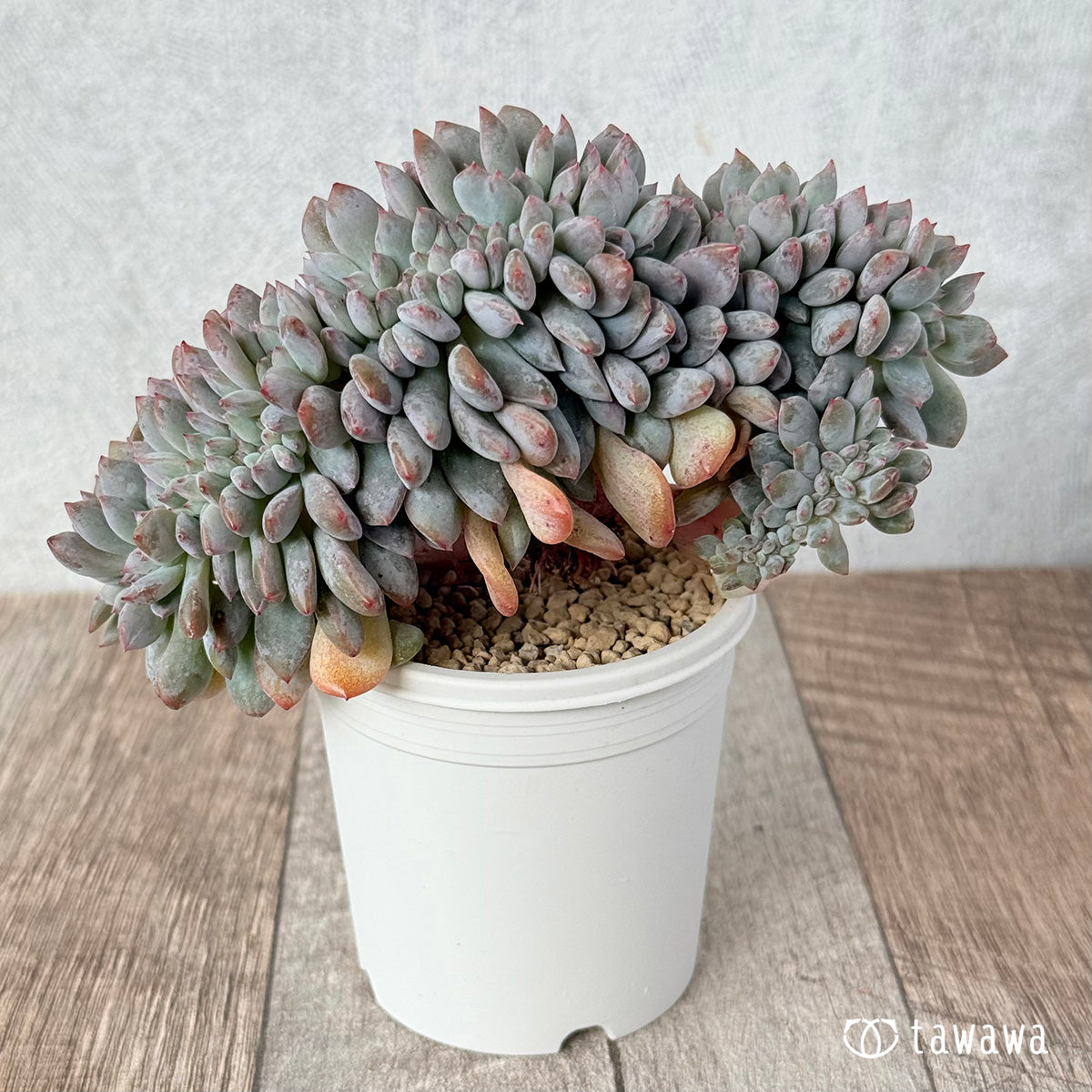 New Arrivals: Ice Green