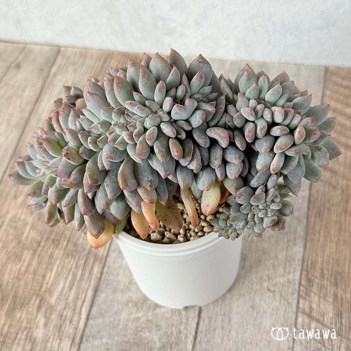 New Arrivals: Ice Green