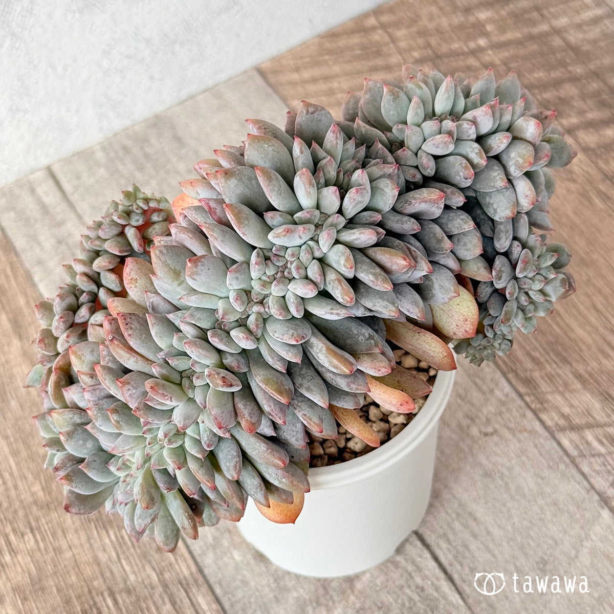 New Arrivals: Ice Green