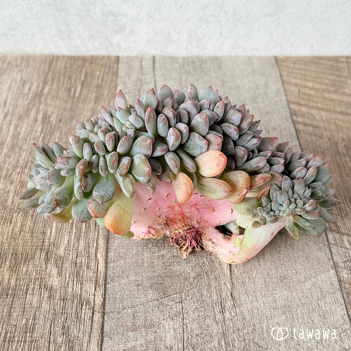 New Arrivals: Ice Green