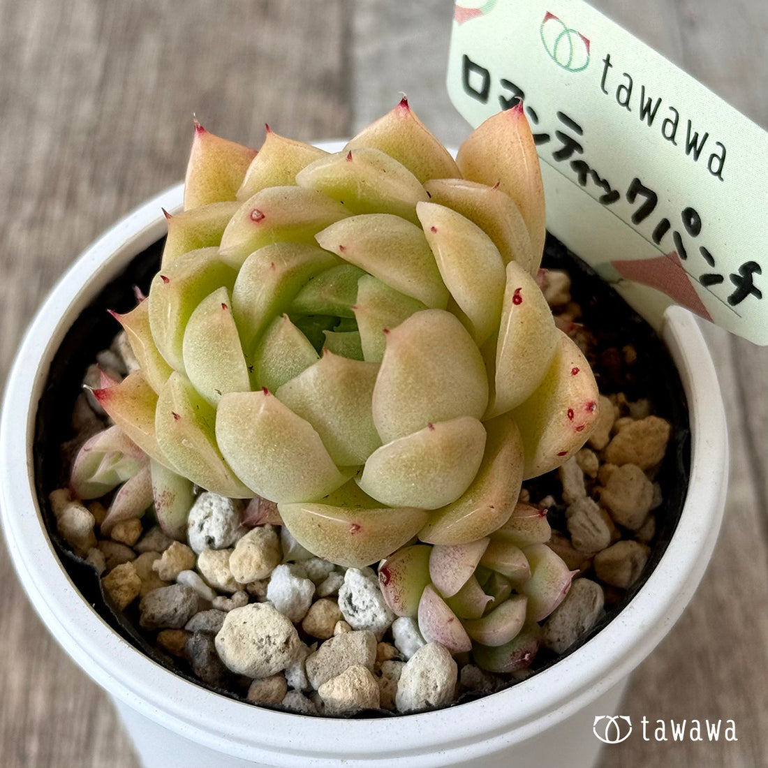 *新発売* ロマンティックパンチ1【tawawaハウス苗】