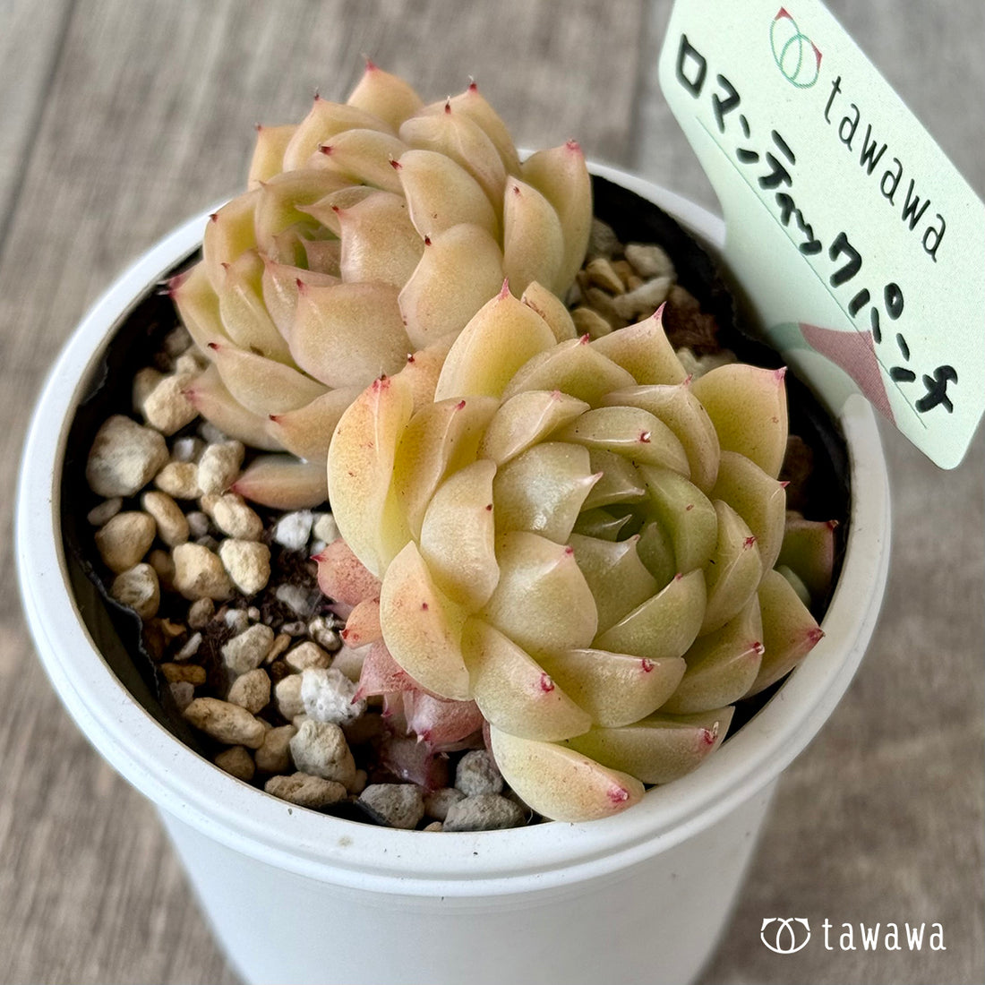 *新発売* ロマンティックパンチ2【tawawaハウス苗】