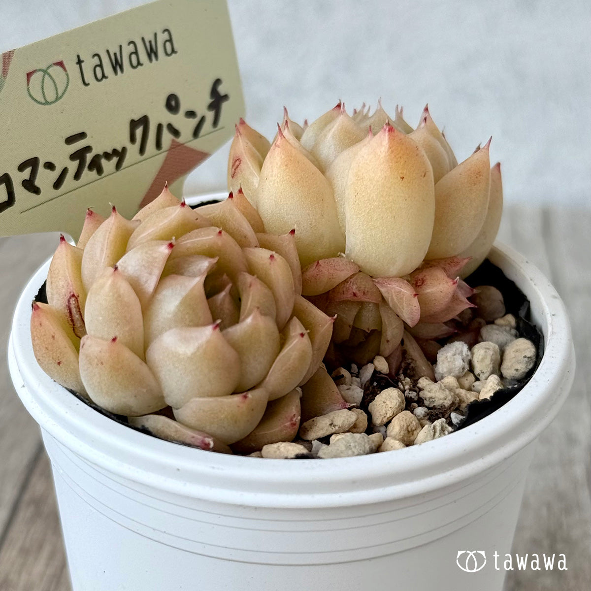 *新発売* ロマンティックパンチ2【tawawaハウス苗】