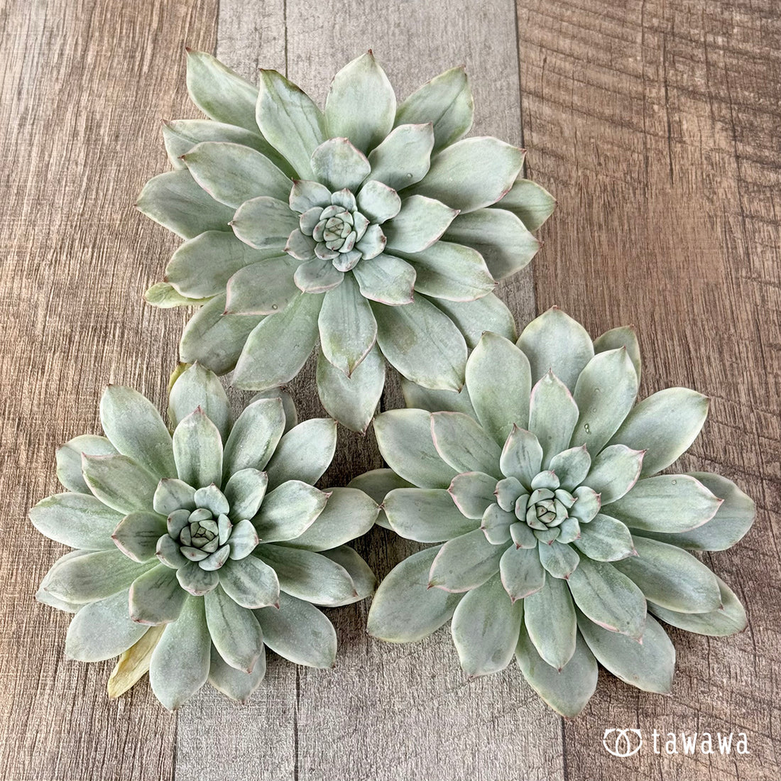 プリドニス白錦