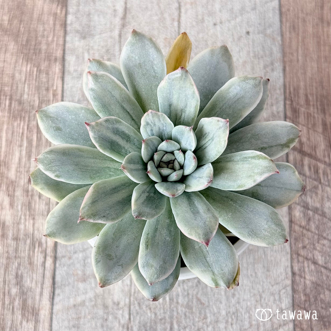 プリドニス白錦