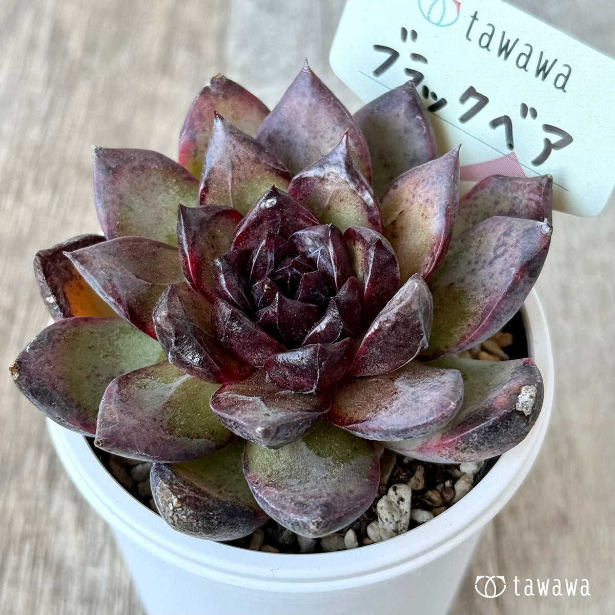 ブラックベア【tawawaハウス苗】 – 多肉植物の通販・販売サイト tawawa