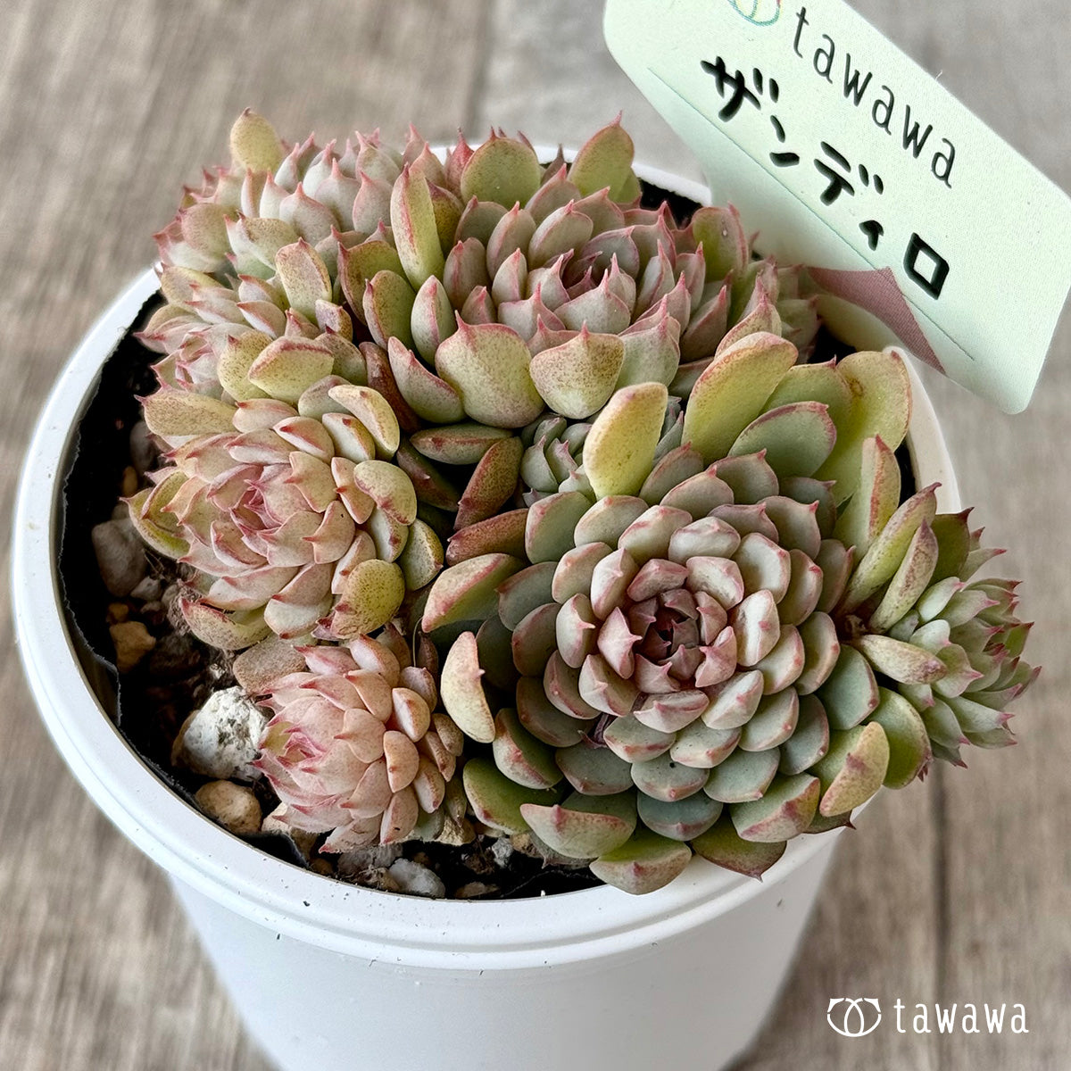 ザンディロ1(エアーマジック農園)【tawawaハウス苗】