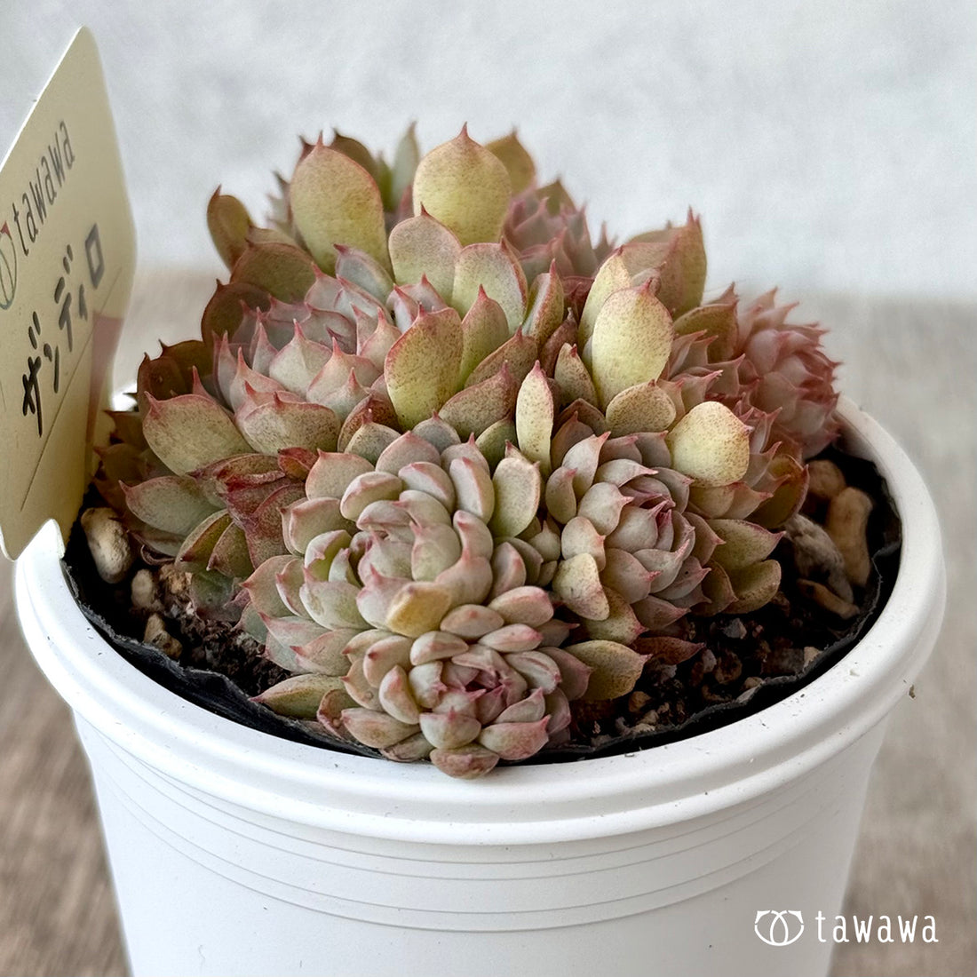 ザンディロ1(エアーマジック農園)【tawawaハウス苗】