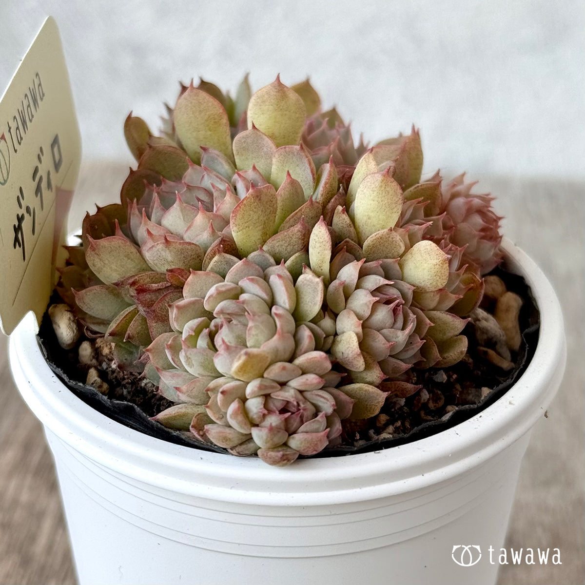 ザンディロ1(エアーマジック農園)【tawawaハウス苗】